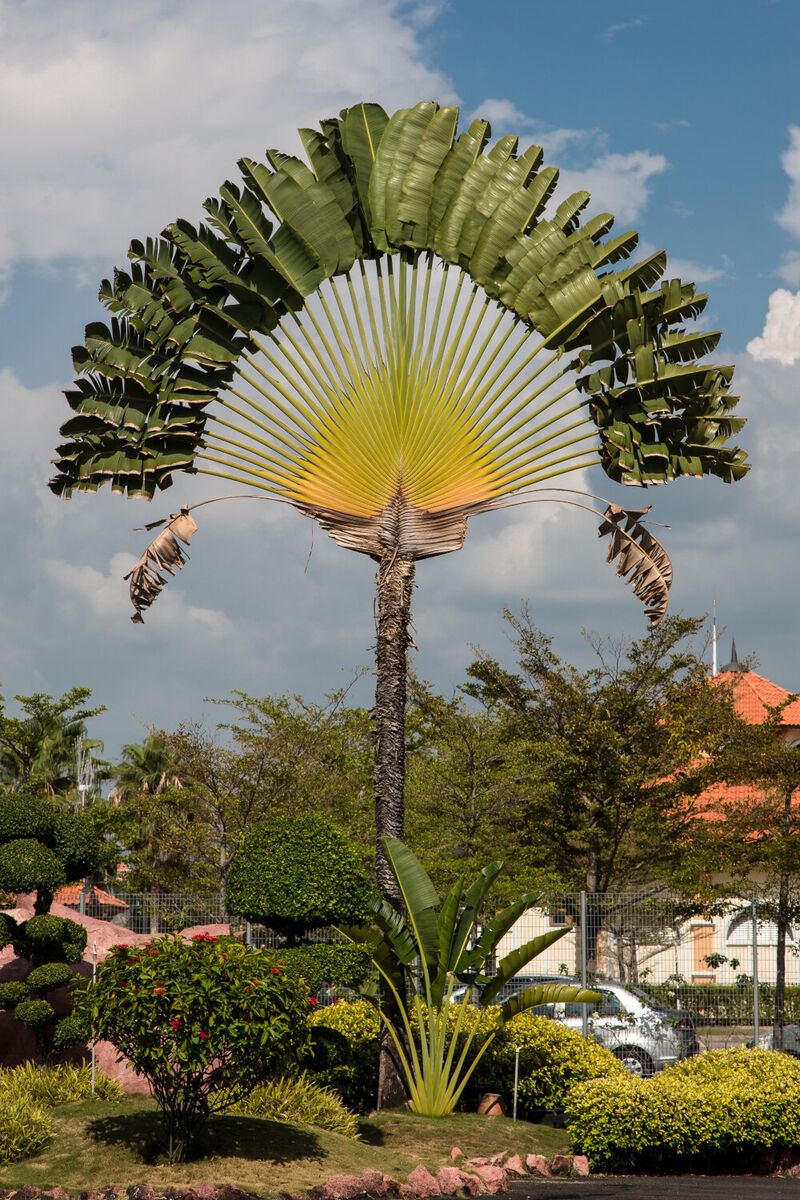 Ravenala madagascariensis, Traveler's Palm. - GardenCrafters