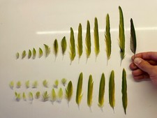 Ethically sourced natural Parakeet feathers for hats, arts & crafts & taxidermy.