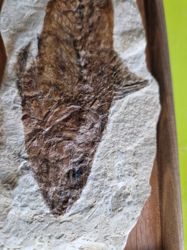 Fossil CARANGIDE bolca 20 Cm - Foto 7 di 24