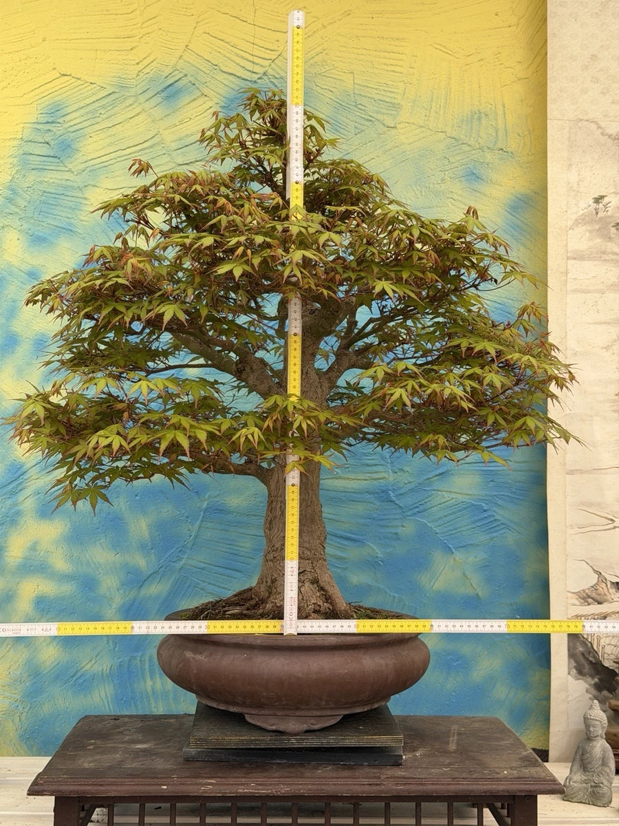 Japanischer Ahorn in Bonsai-Bume online kaufen | eBay