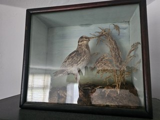 Antique Cased Snipe