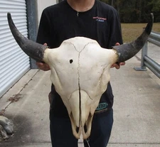 American Bison/Buffalo Skull with a 25 inch wide horn spread # 49988