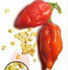 Naga Morich Hot Peppers Seeds (25 Seed Packet) (More Heirloom, Organic, Non GMO,