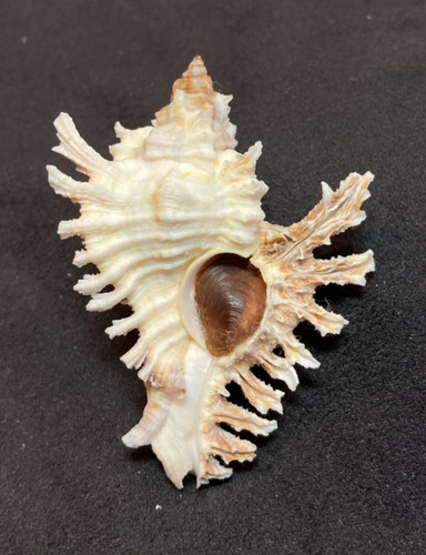 Muricidae Chicoreus Florifer 62.4mm Key West Florida USA - Great Fronds & Color