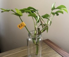 Mini Monstera Plant ‘Rhaphidophora Tetrasperma’ 20cm Tall ‘R5’