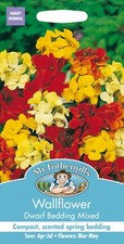 Wallflower Seeds Mr Fothergills Dwarf Bedding Mixed FREE UK DELIVERY Flower Seed