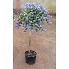 Ceanothus Standard Tree – Californian Lilac –2LPot – 60cm –