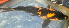 13" HI UTSURi (black and red) Live Koi Fish for Garden Pond, EFP, FREE SHIPPING