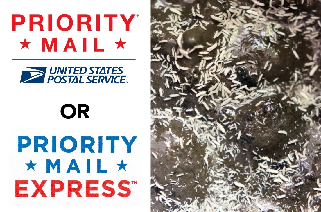 [PRIORITY & EXPRESS SHIP] 1000+ Live Temperate Springtails in CLAY Culture Bulk