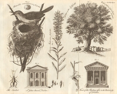 Dublin St. John's Church & University printing office. Red Wren. Lichfield 1785