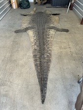 Crocodile Hide - No Head
