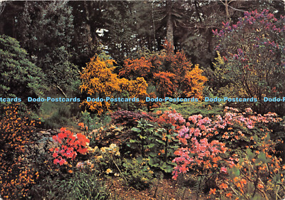D054221 Ross Shire. Inverewe Garten. Das kleine Grundstück im Inverewe Garten ist Kn