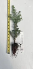 Picea pungens, Colorado Blue Spruce Seedlings - 5 - 10 inches tall potted trees