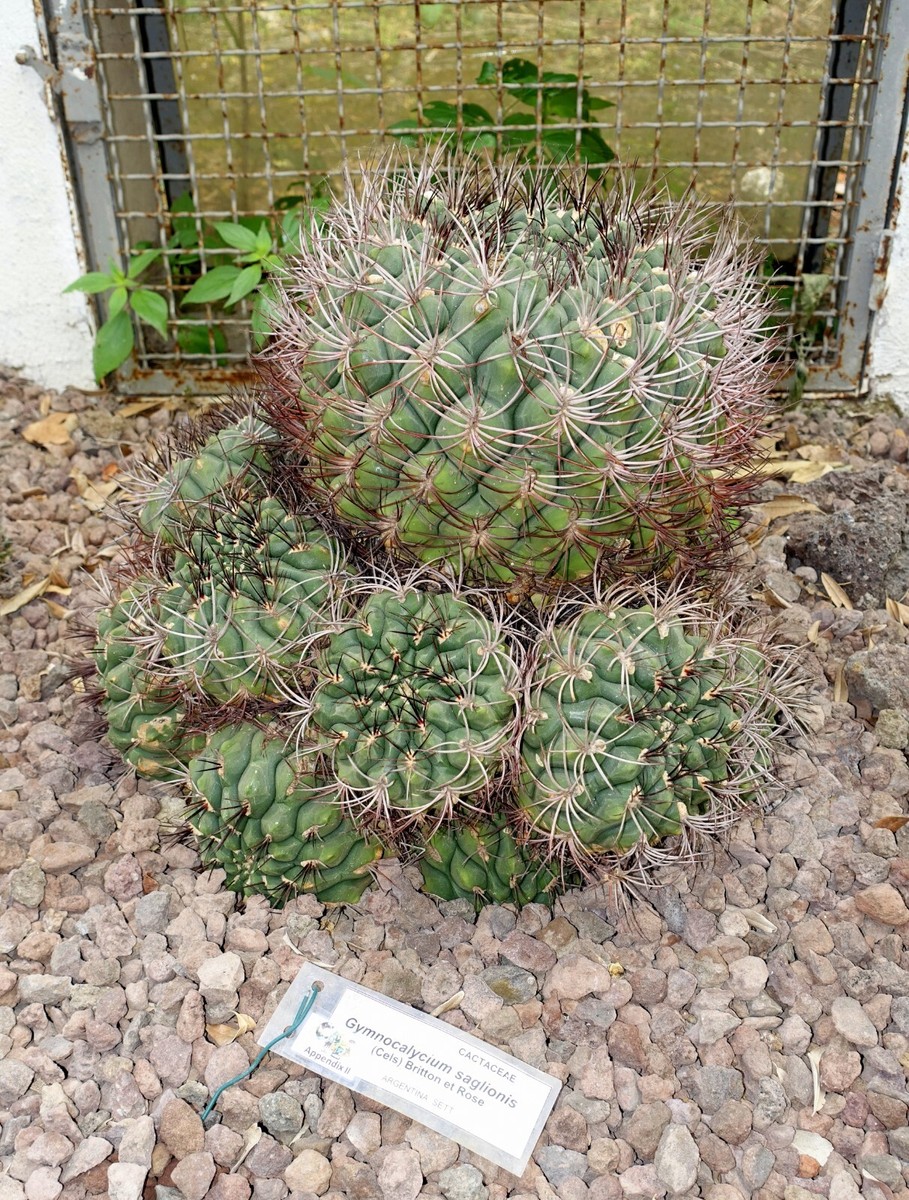 Gymnocalycium saglione 50 Seeds - Giant Chin Cactus | eBay