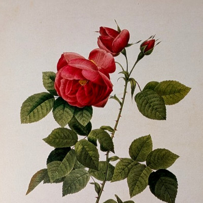 P J Redouté Bourbon Rose Botanical Flower Art Book Plate Illustration 196