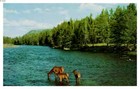 BEAUTIFUL VINTAGE POSTCARD    ELK DRINKING IN THE RIVER  — photo 1