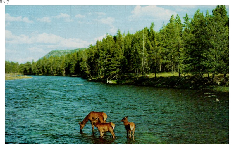 BEAUTIFUL VINTAGE POSTCARD    ELK DRINKING IN THE RIVER 