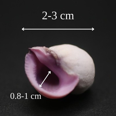 Coralliophila Violacea Seashell: Natural Purple Snail Shell