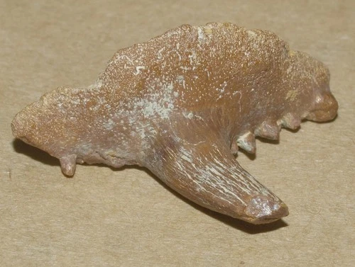 BIG SIZE, Caboniferous primitive shark-Saivodus striatus, Kaluga reg, Russia