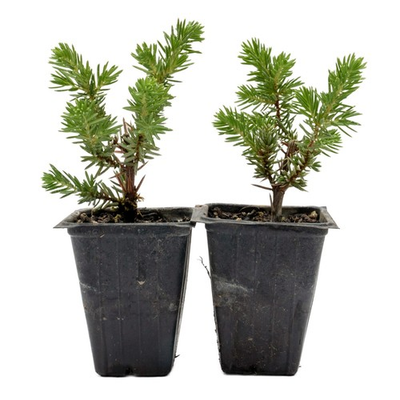 #ad #ad Blue Pacific Juniper in 3.5” Nursery Cubes Juniperus conferta ‘Blue Pacific’ $44.98
