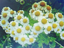 2000 Graines de GRANDE CAMOMILLE BIO- PARTENELLE Tanacetum parthenium