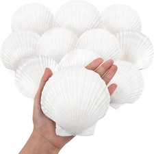 Large Natural Scallop Shells 4-5" White Seashells Bulk Crafts Beach Decor 10PC