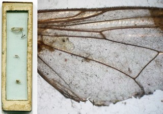 ca. 1840s 50s Microscope Slide; Pseudo Scorpion Insect Wing and Insect Stinger