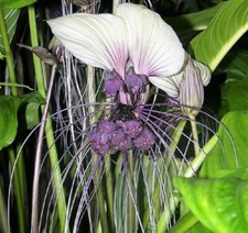 White Bat Flower | Tacca Integrifolia | 10+ seeds | Same Day Dispatch