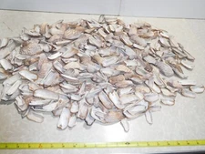361 Turkey Wings Seashells ~ 6.125 pounds from 1960's