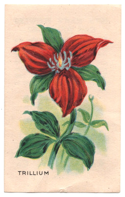 1920s Trillium Flower Card D35 (SMALL) Weber Baking Pulman Bread