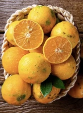 Rangpur Lime Tree, 2-3 feet tall, grafted, No Ship to Az, Ca, Fl, La, Tx