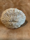 Nautical Napkin Rings Plastic Mushroom Coral Design Lot Of 11 Preowned — photo 5