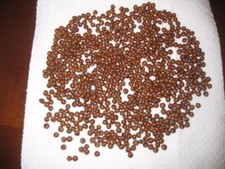 1000 SEMI PALMA WASHINGTONIA ROBUSTA ( RACCOLTA 2025 )