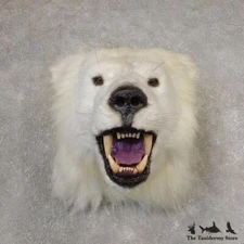 #21060 E | Reproduction Polar Bear Taxidermy Shoulder Mount For Sale