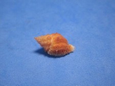 Orania pacifica (Nakayama,1988) "HAWAIIAN ISLANDS!" (18.8mm)