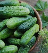 Carolina F1 Cucumber Seeds