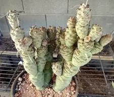 Tephrocactus articulatus v. strobiliformis Knob Cone Few Paper Spines Cactus 4x