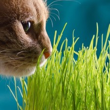 Cat Grass, 1500 seeds | TSC: Heirloom & OP seeds, non-GMO, Untreated)