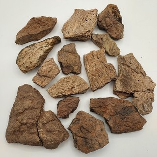 TRICERATOPS FRILL COLLECTION