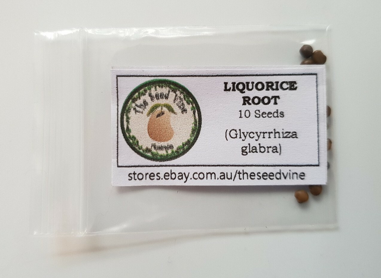 10+ LIQUORICE ROOT SEEDS ORGANIC (Glycyrrhiza glabra) Heirloom NON GMO