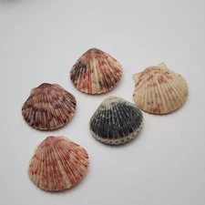 Vintage Real Scallop Shell 5 Button Covers Sea Shell Gold Tone 1.25" Pinks Greys