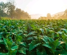 10 000 Graines - Tabac Blond de Virginie - Semences Paysanne - BIO