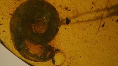 Special price Burmite amber with detailed Snail shell inclusion