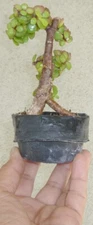 Cork Bark Jade Pre Bonsai Dwarf Mame Fat Trunk Nice Nebari Portulacaria Flowers