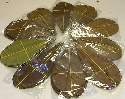 60 Stück 10-20cm - Seemandelbaumblätter / Catappa Leaves / Wasseraufbereitung - Bild 1 von 2