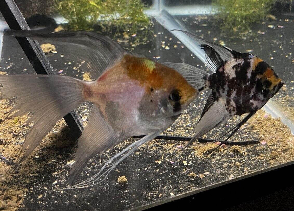Superveil and Veiltail mix - Koi / Marble Angelfish Cross - +/- Nickel ...