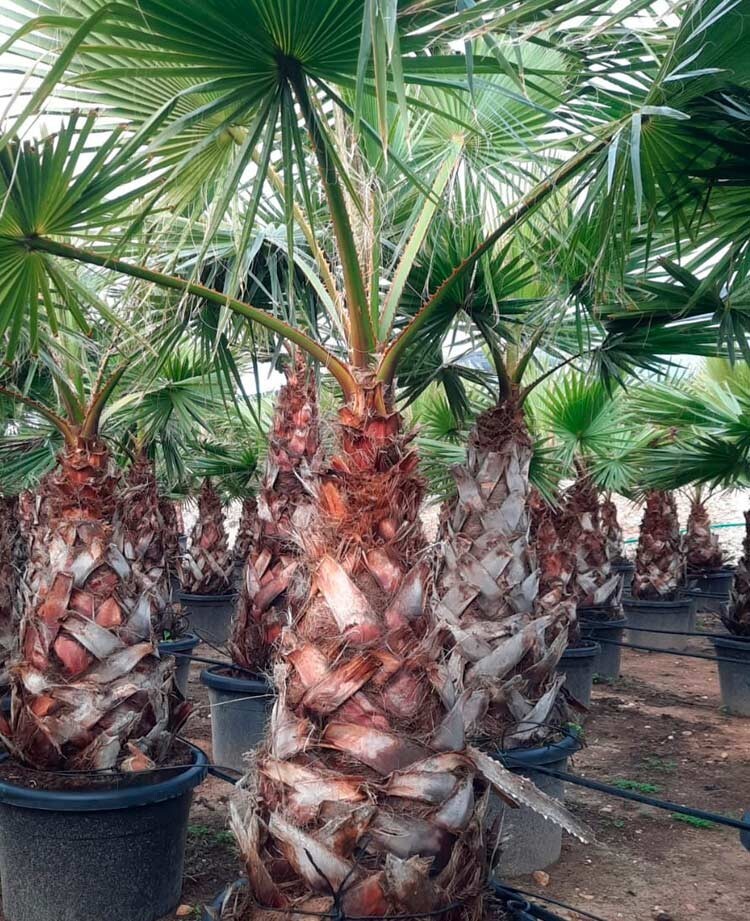 10 Semi Di Palma Washingtonia Robusta - Palma Messicana Da Interni O Esterni