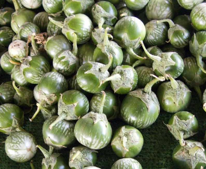 GREEN THAI EGGPLANT Seeds, PETCH SIAM, HẠT CÀ DĨA VN, MATTI, [Mai's Family] - Image 3 of 4