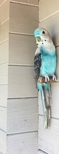 Wellensittich Gartenfigur Farbe Blau für die Wandbefestigung