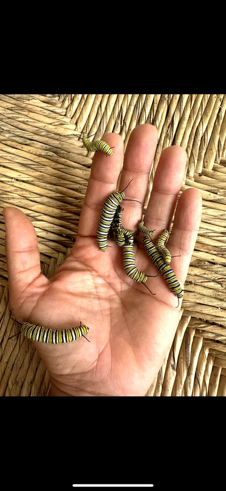 Monarch毛毛虫(活),蝴蝶,带外壳 — 第 2/4 张图片